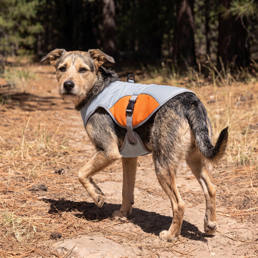 Coldfront Cooling Vest in orange, rear view on the same dog, showing the grey back panel, orange flank panel and reflective trim.