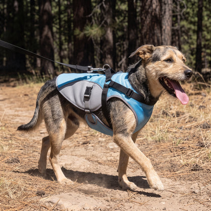 A black walking harness fitted over the blue Coldfront Cooling Vest, with the lead clipped to the harness ring, not the vest.