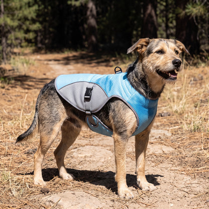 Coldfront Cooling Vest in blue, worn by a mixed-breed dog on a sunlit pine trail, showing the back D-ring and side-release buckle.