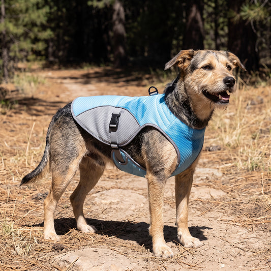 Coldfront Cooling Vest in blue, worn by a mixed-breed dog on a sunlit pine trail, showing the back D-ring and side-release buckle.