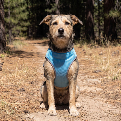 Coldfront Cooling Vest in blue seen head-on, worn by a mixed-breed dog sitting on a dry trail, showing how the chest panel sits.