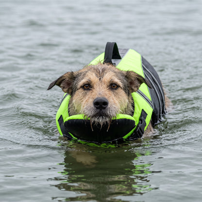 Dog swimming toward the camera in open water, the buoyant chin flap holding its muzzle clear of the surface